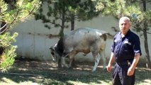 Kurbanlık boğalar sahiplerine zor anlar yaşattı