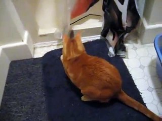 Cat Chasing Mouse