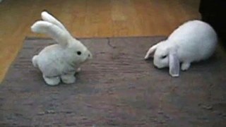 rabbit massage