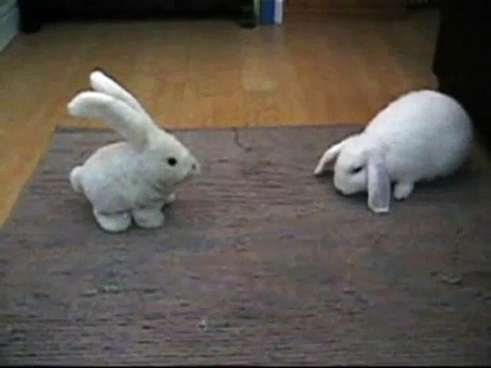 rabbit massage