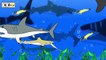 [EN] Colors for children to learn with sharks! animals animation, sharks names, collectaㅣC