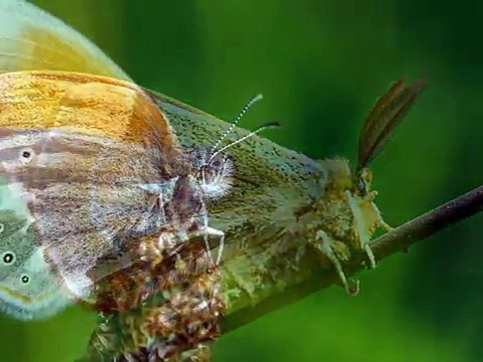 Orava (Slovakia) the nature scenery