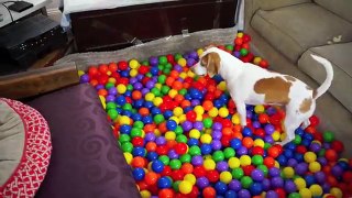 Best Dog Birthday Surprise: DIY Ball Pit for Maymo