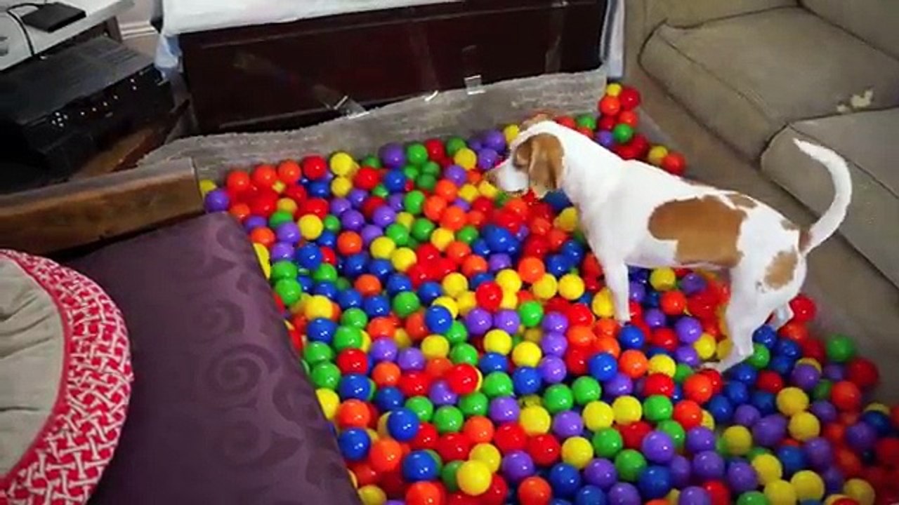Best Dog Birthday Surprise: DIY Ball Pit for Maymo