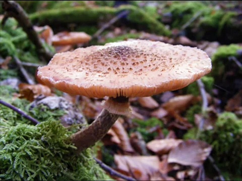 Living in the Forest : Sounds of Nature 1 hour Music for Relaxation Meditation Sleep