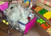 Happy Hamster Nibbles Seeds in Miniature Supermarket