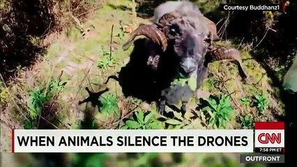 Eagle knocks drone out of sky