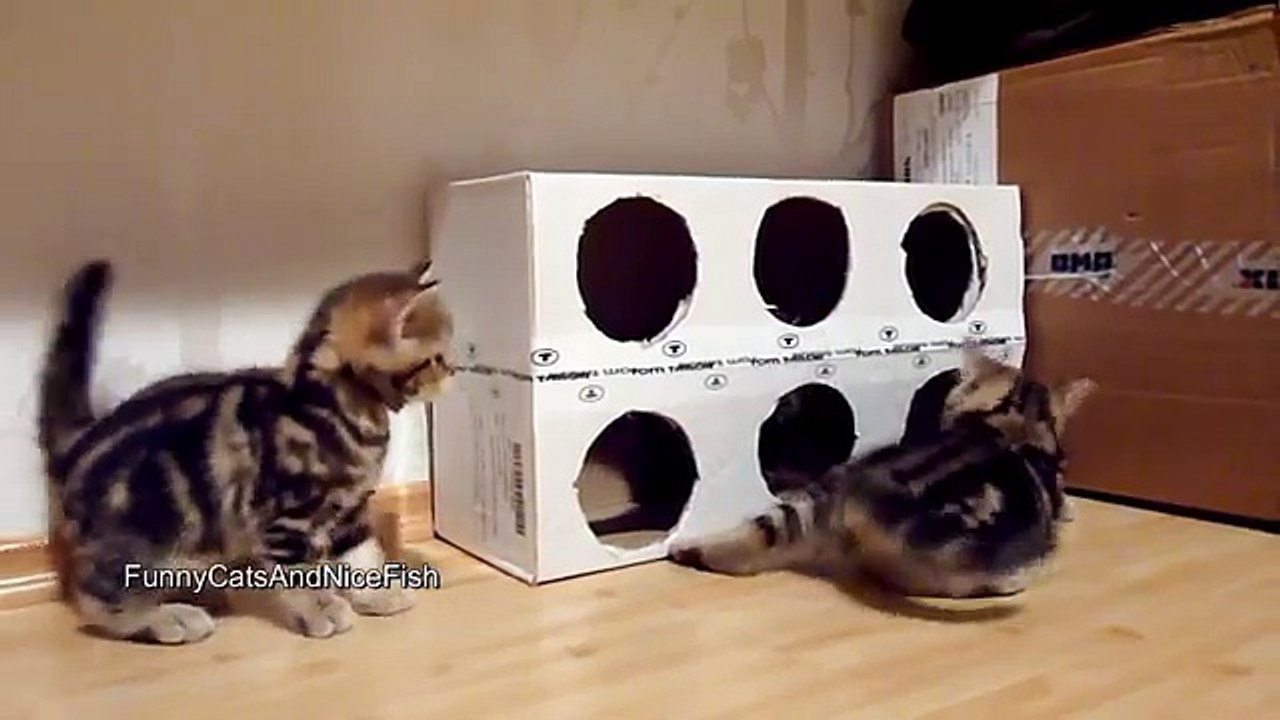 Cute Kittens playing a Box ( homemade free toy )