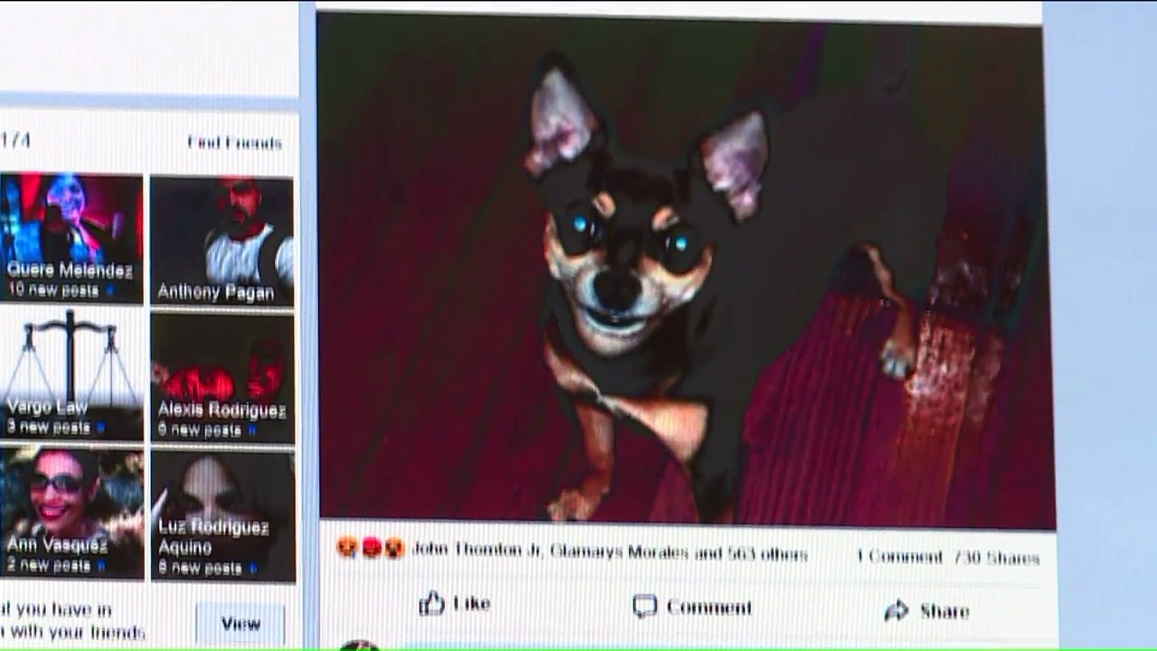 Family Devastated After Dog Killed at Doggy Daycare
