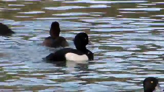 BTO Bird ID Diving Ducks