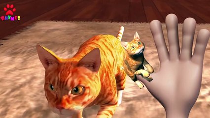 Cat Finger Family | Animals Cartoons Finger Family Children Nursery Rhymes