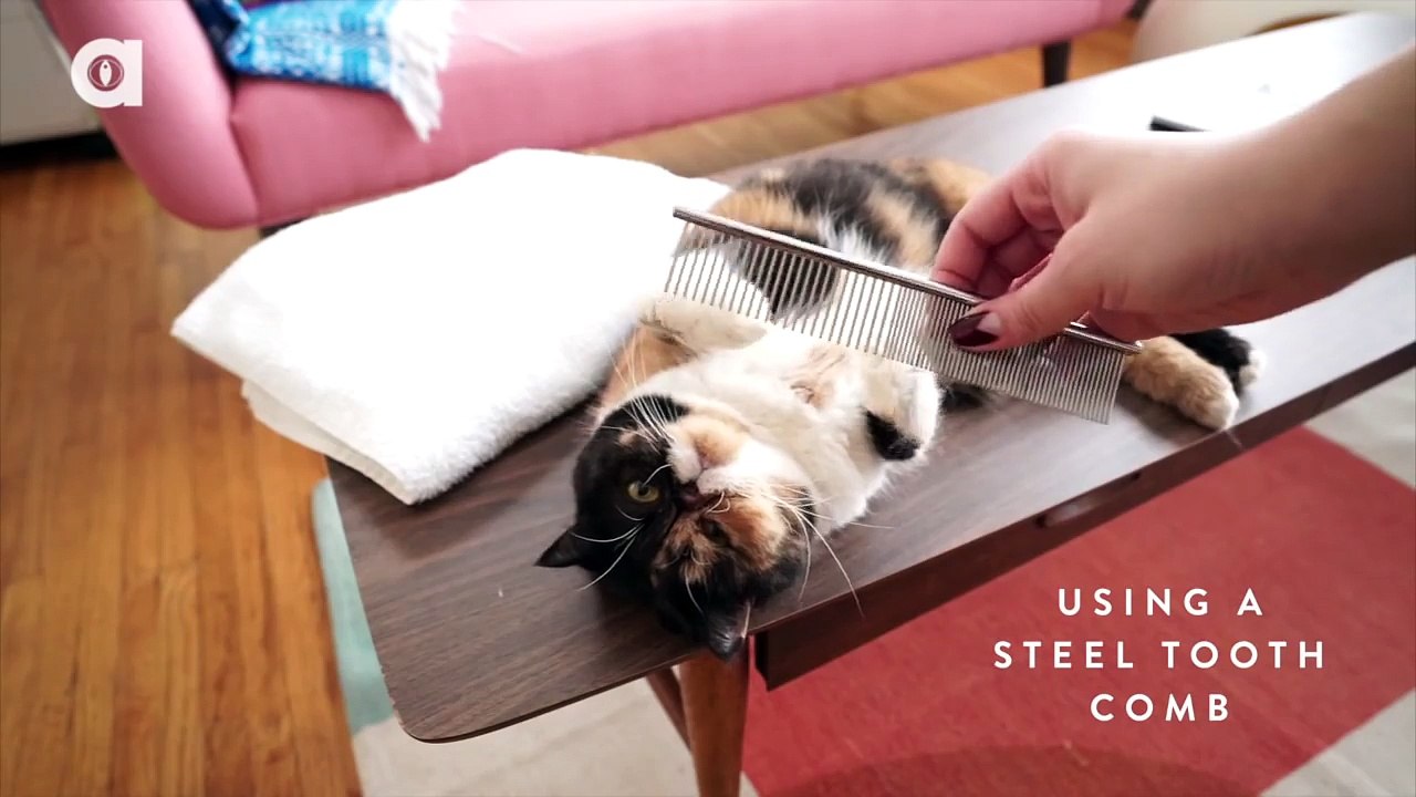 How To Give your Exotic Shorthair Cat a Bath