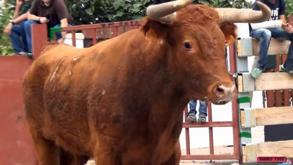 2º VACAS DE ARRIAZU POR LAS CALLES DE FONTELLAS (NAVARRA) 6 10 new