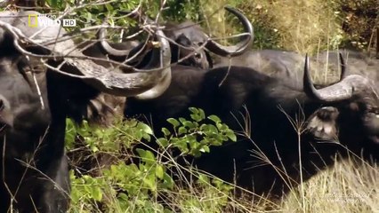 Vahşi Yolculuk | Botsvana