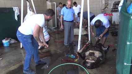 Muğla Bodrum'da Tekne Turlarına Bayram Bereketi