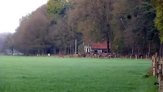 Massive Deer Herd Jump Over Fence