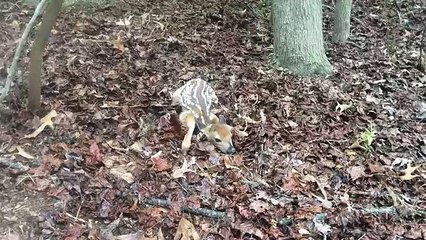 I found a baby deer (fawn) behind my house.