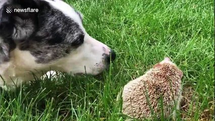 Pure sweetness as rescue dog and hedgehog meet nose to nose