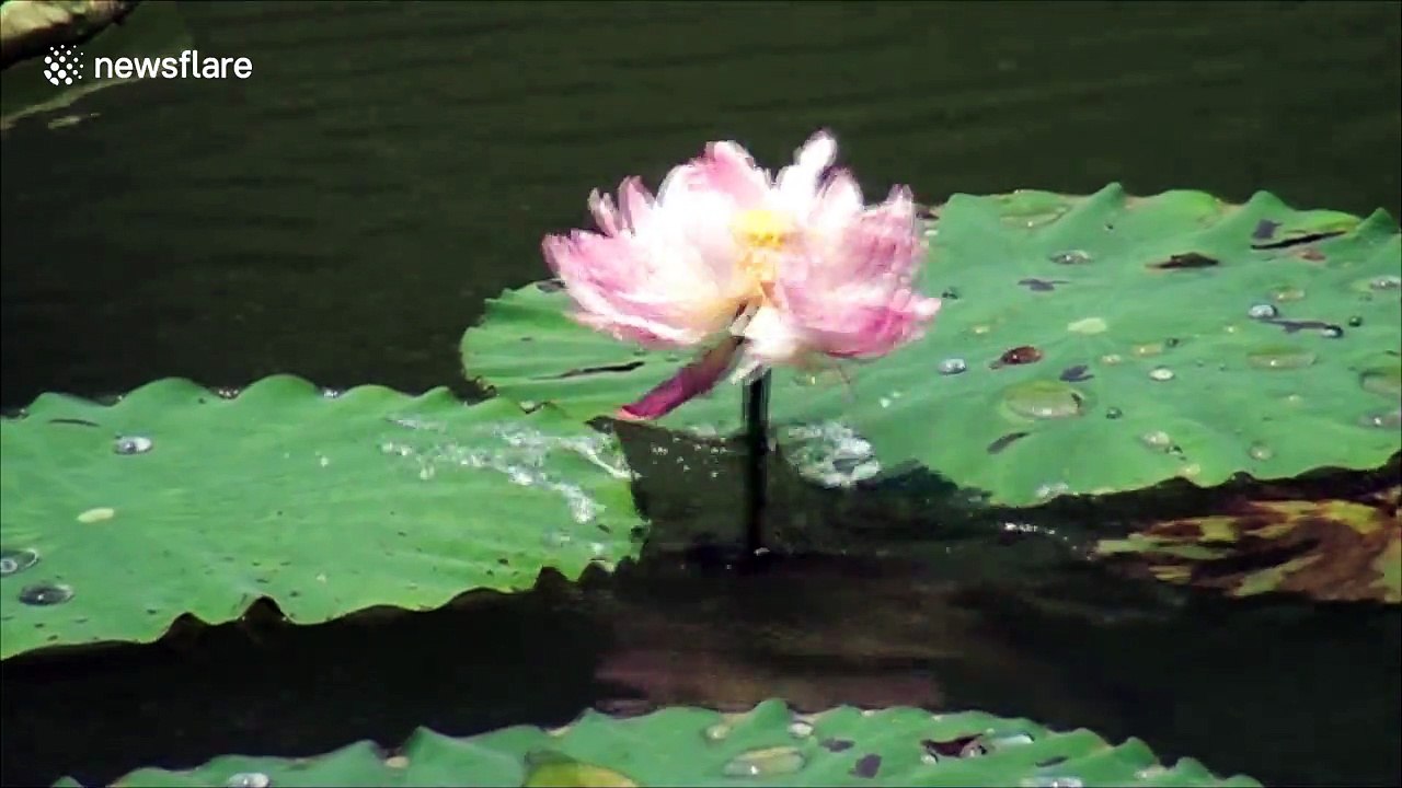 Rare footage of carp eating lotus captured in southern China