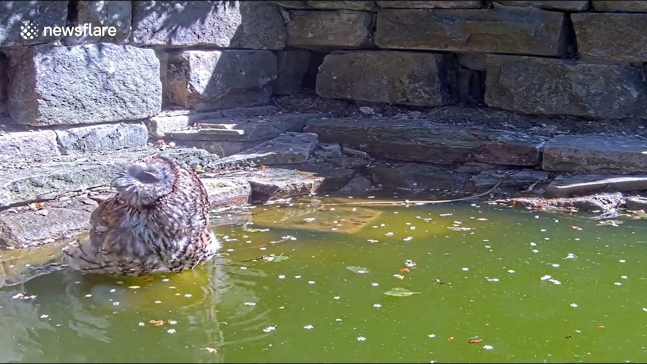 Rare footage of tawny owl cooling down in pond in daylight