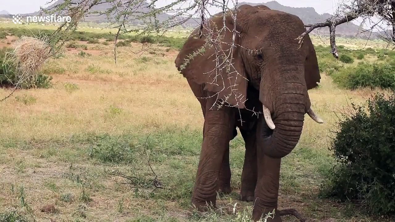 Rare sight of elephants eating bird nests in Kenya Video Dailymotion