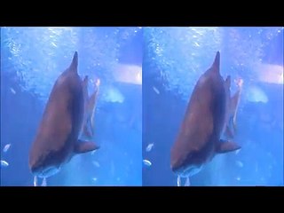 八景島シーパラダイス！立体映像（3Ｄ）！サメです