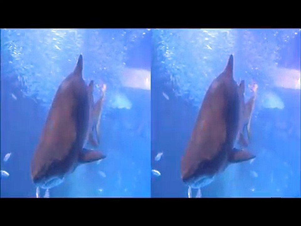 八景島シーパラダイス！立体映像（3Ｄ）！サメです