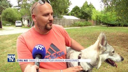 Pour lutter contre les refuges saturés, la SPA demande à des particuliers de jouer les familles d'accuei