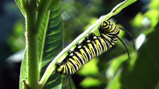Monarch Butterfly Metamorphosis time lapse FYV 1080 HD