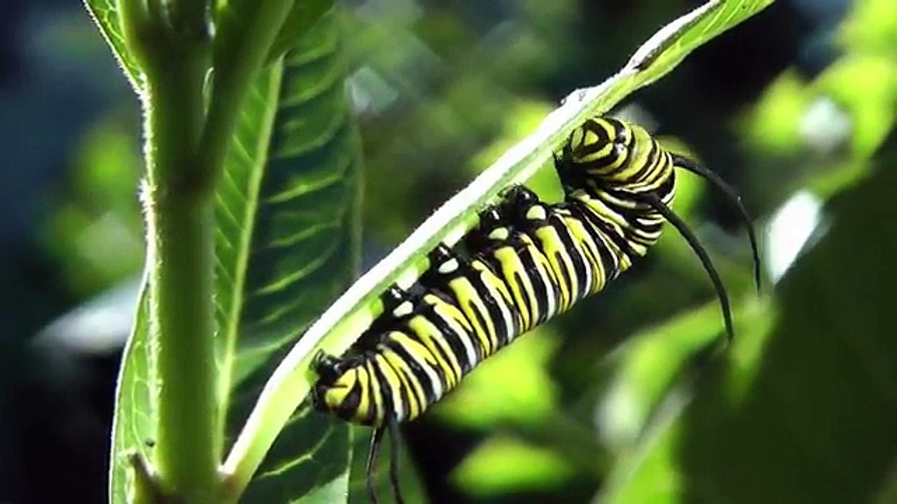 Monarch Butterfly Metamorphosis time lapse FYV 1080 HD