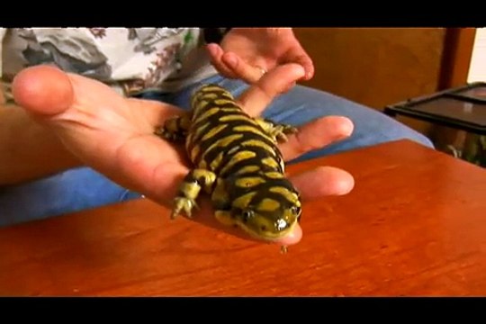 How to Care for a Pet Tiger Salamander : Natural History of Tiger Salamanders