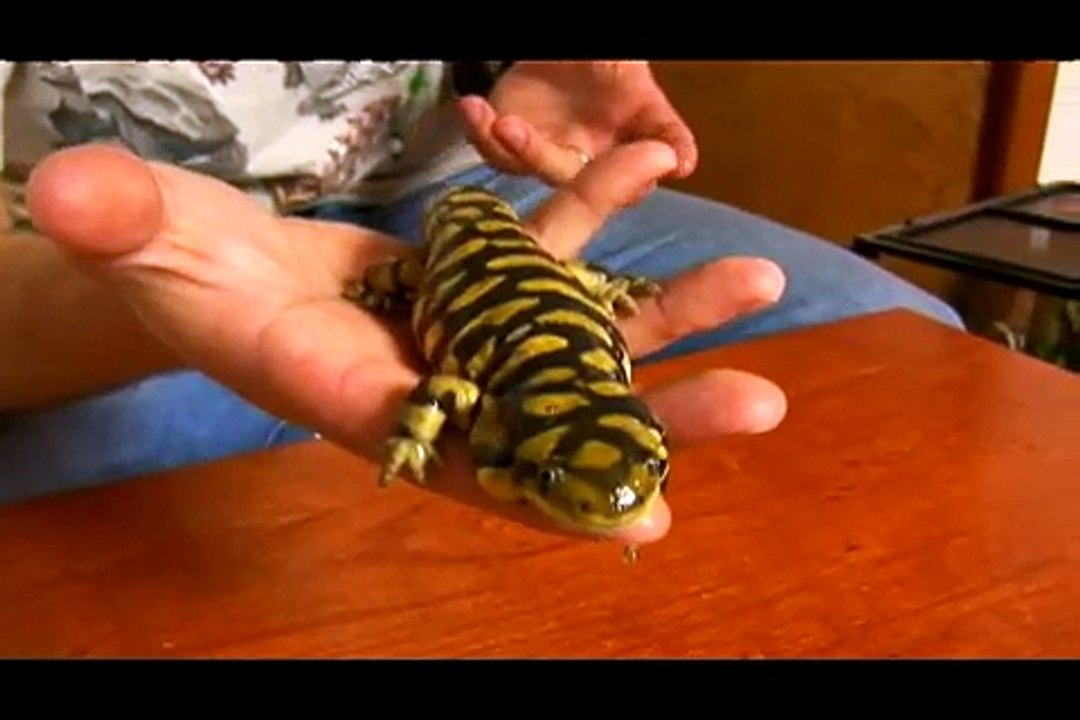 How to Care for a Pet Tiger Salamander : Natural History of Tiger Salamanders