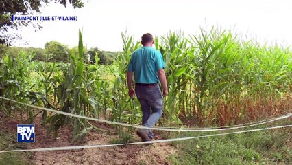 Des sangliers s'attaquent aux champs des agriculteurs en Ille-et-Vilaine