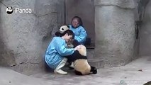 A panda a day, keeps the sorrow away. Nanny, don’t be so dramatic! I am actually not as heavy as it seems!