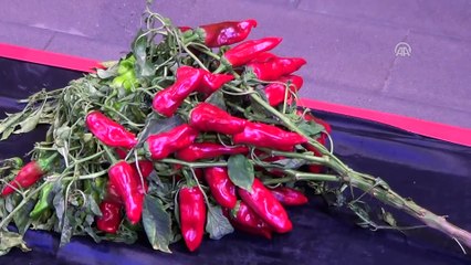 'İslahiye Üzüm ve Biber Festivali' - GAZİANTEP