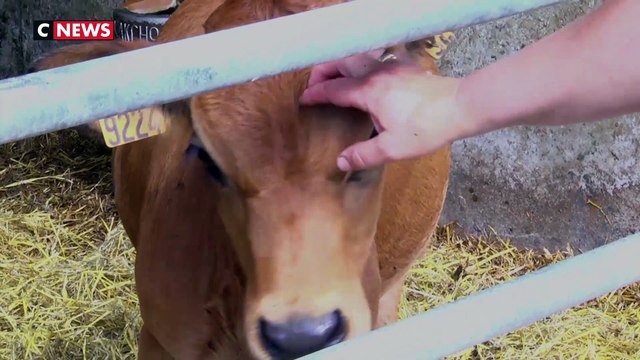 Résurgence inédite de l'anthrax dans les pâturages des Hautes-Alpes