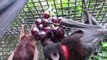 Rescued Bats Have 'Grape' Time Demolishing Fruit Feast