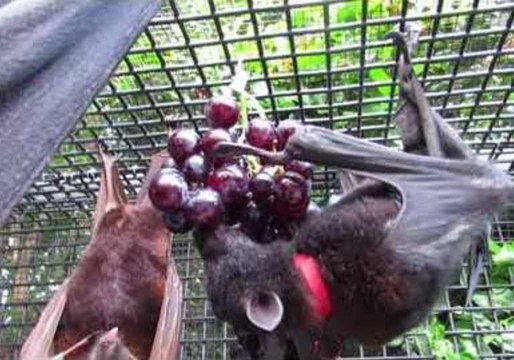 Rescued Bats Have 'Grape' Time Demolishing Fruit Feast
