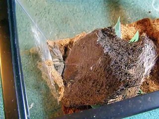 Verry Fast spider, Trinidad chevron (Psalmopoeus cambridgei)