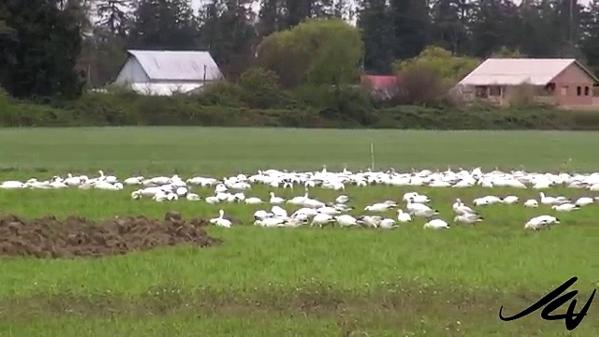 Unbelievable Encounter with Nature Snow Geese and Bald Eagle YouTube