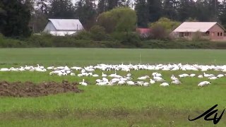 Unbelievable Encounter with Nature Snow Geese and Bald Eagle YouTube