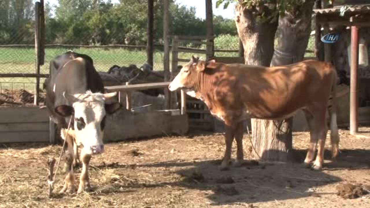 Diyanet İşleri Başkanlığı ve Diyanet Vakfı Azerbaycan'da Kurban Kesti