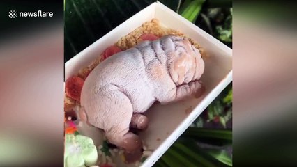 Cute or creepy? Dog-shaped ice-cream served in Taiwan restaurant