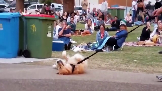 ¡PERRO FINGE ESTAR MUERTO PARA NO DEJAR EL PARQUE! MIKECRACK DOBLANDO PERROS #3