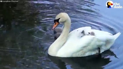 Swan Mom Carries ALL Her Babies Under Her Wing | The Dodo