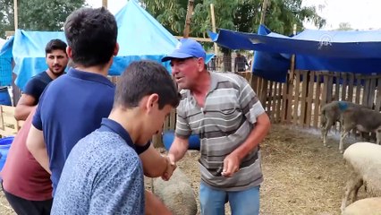 Hayvan pazarında promosyonlu satışlar - TEKİRDAĞ