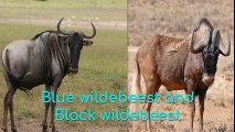 Blue wildebeest and Black wildebeest
