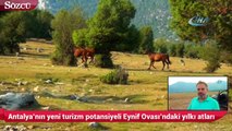 Antalya’nın yeni turizm potansiyeli Eynif Ovası’ndaki yılkı atları