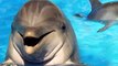 All About Dolphins - Sound Of Dolphins ~ dolphin calls freesound