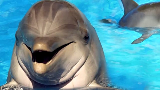 All About Dolphins - Sound Of Dolphins ~ dolphin calls freesound